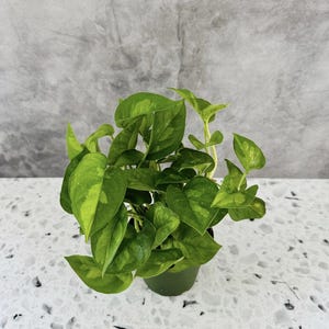 May include: A small potted plant with vibrant green and yellow variegated leaves. The plant is in a dark green pot, set against a gray textured background. The leaves have a heart shape.