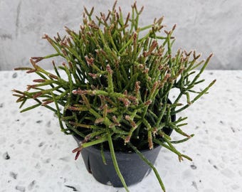 Rhipsalis Mistletoe – Trailing Cactus - 6" Pot