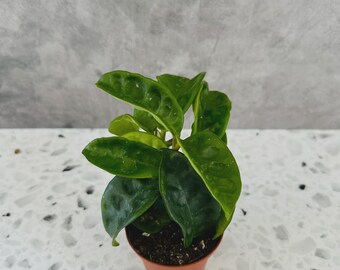 Hoya Krinkle 8 - Wax Plant - Tropical Vining Houseplant - 3” Pot