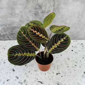 May include: A potted prayer plant with dark green leaves featuring vibrant pink veins and accents. The plant is in a small brown pot, showcasing its unique leaf patterns and colors. The plant is a Maranta leuconeura.