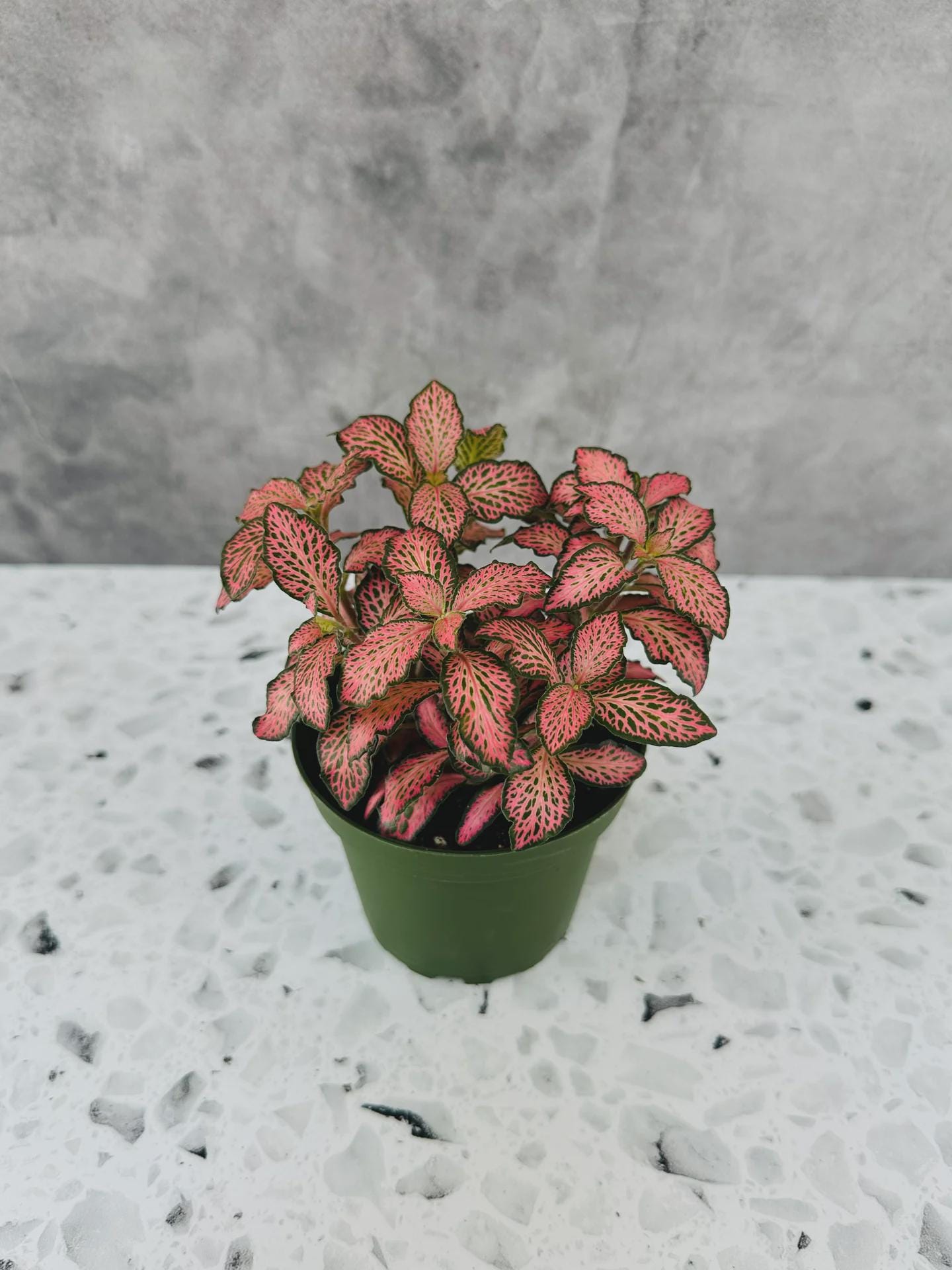 Fittonia Pink Angel - Nerve Plant - Tropical Houseplant - 4” Pot