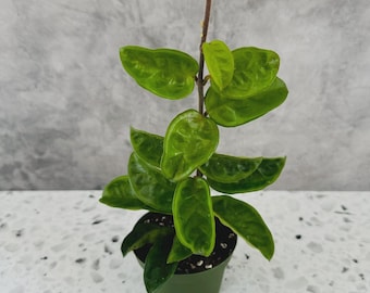 Hoya Krinkle 8 Albomarginata – Variegated Wax Plant – 4” Pot - Etsy