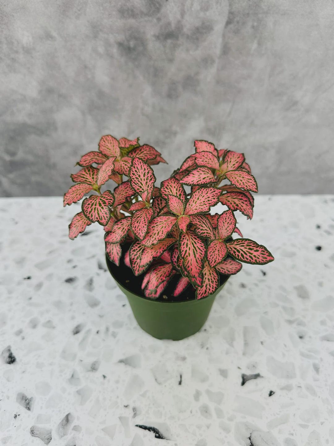 Fittonia Pink Angel - Nerve Plant - Tropical Houseplant - 4” Pot