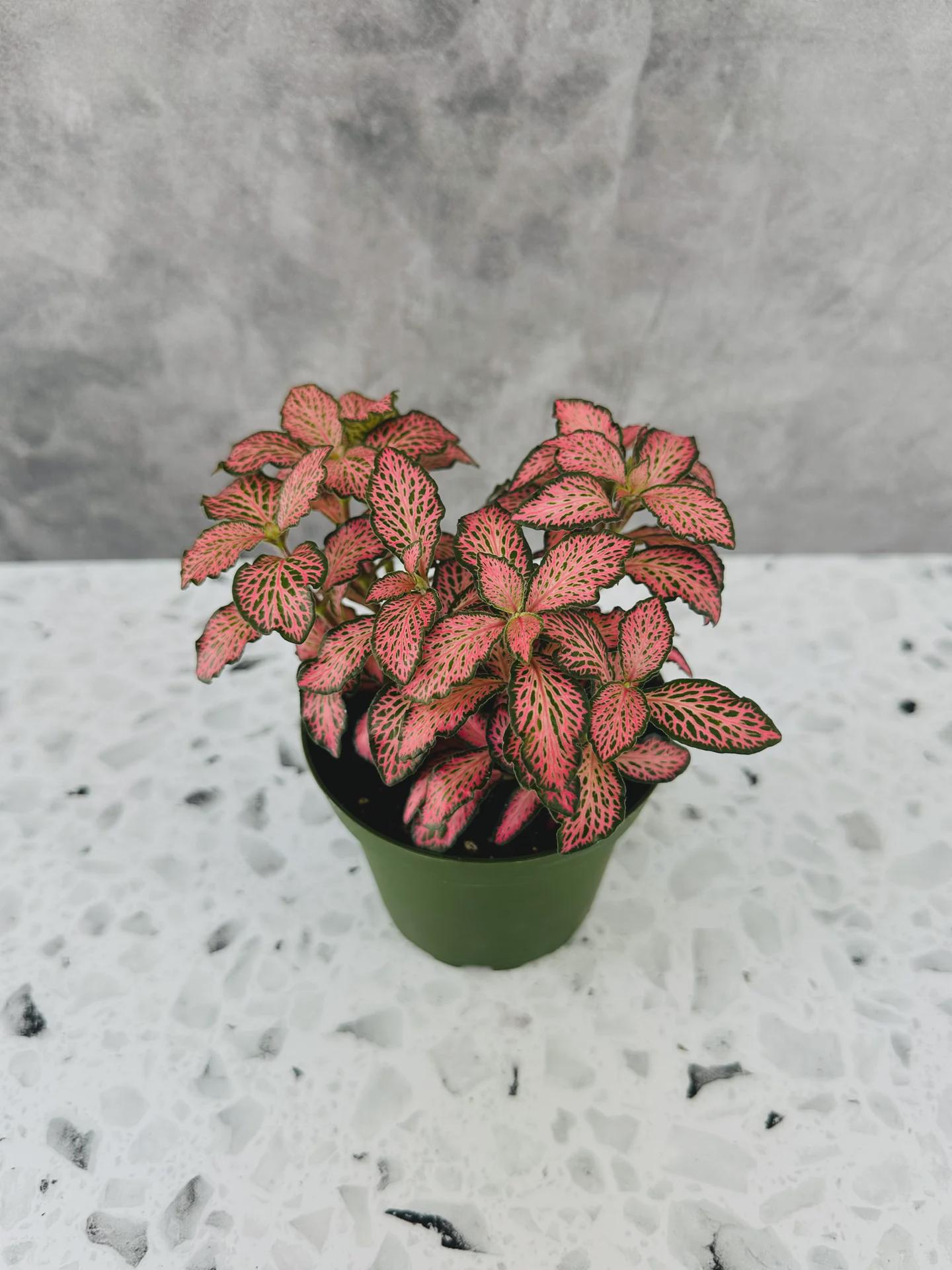 Fittonia Pink Angel - Nerve Plant - Tropical Houseplant - 4” Pot