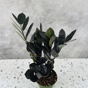 May include: A potted ZZ plant with dark green, almost black, glossy leaves. The plant is in a small, light green pot filled with soil. The background is a light gray, textured wall.