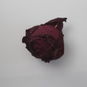 Yunnan-Rose