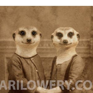 Meerkat Art 5 x 7 Inch Print, Animal Couple in Clothes Holding Hands Nursery Decor