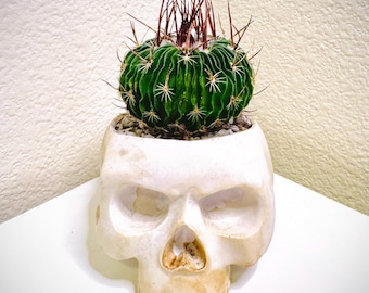 Skull Planter with Live Succulent