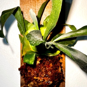 May include: A staghorn fern mounted on a rectangular wooden plaque. The fern features large, vibrant green fronds and is attached to a bed of brown moss. A natural, decorative piece for indoor plant enthusiasts.