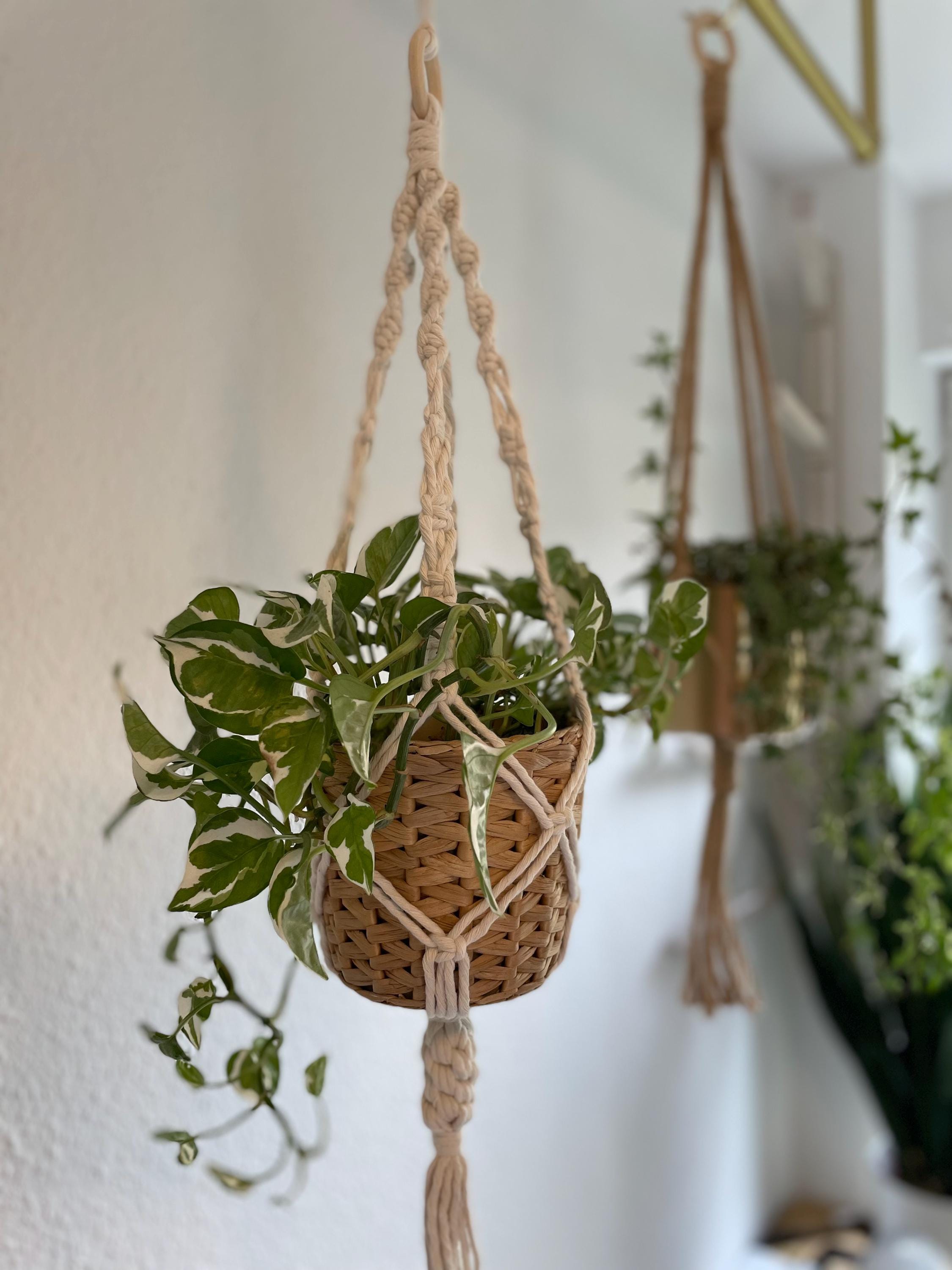 Boho zimmerpflanze - Etsy.de