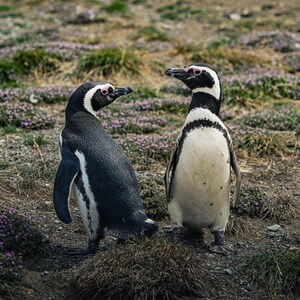 May include: Two Magellanic penguins stand facing each other in a natural outdoor setting. The penguins have black backs, white bellies, and distinctive black and white head markings. The ground is covered with grass and small purple flowers.