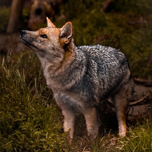 Andean Fox Photography Print: Peruvian Wildlife Wall Art