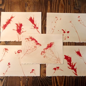 Set of 5 Handmade Anthotype Greeting Cards