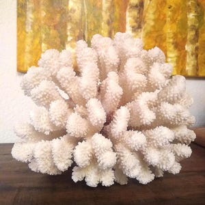 May include: A large, white coral specimen with a textured, branching structure. The coral is displayed on a dark wooden surface, with a blurred painting of a yellow and brown forest in the background. The coral's intricate design is the focal point.