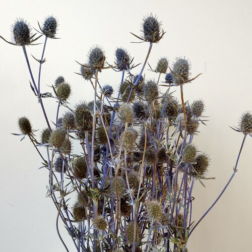 Eryngium Thistle Bunch Dried Dried Flower Stems Eryngium Etsy UK