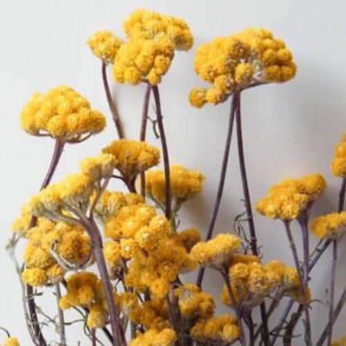 Yellow Ageratum Dried Flower Bunch Lonas Stems Dry Flowers Etsy UK