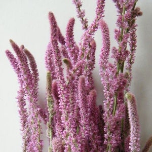 6 Craspedia Stems, Dried Flowers, Craspedia Dried Stems, Ideal for Dried  Flower Arranging, Letterbox Flowers, Purple Accent 