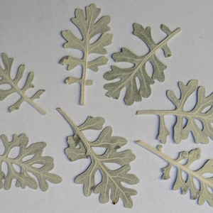 May include: Eight silver-grey leaves with intricate cut-out designs, arranged on a white background.