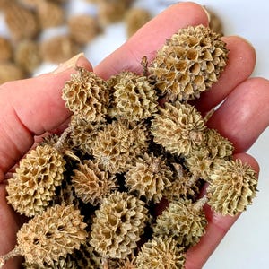 May include: A close-up of several small, dried seed pods, each with a textured, spiky surface. The pods are a light brown colour and are held in a hand. Other pods are visible in the background. These could be used for crafts or decoration.