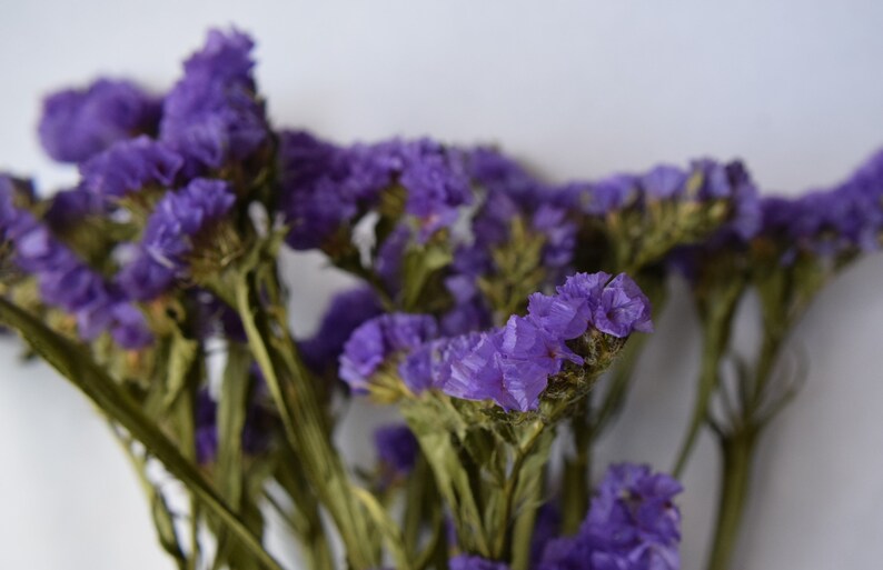 Purple Statice Dried Flowers Bunch violet Colour Limonium Etsy