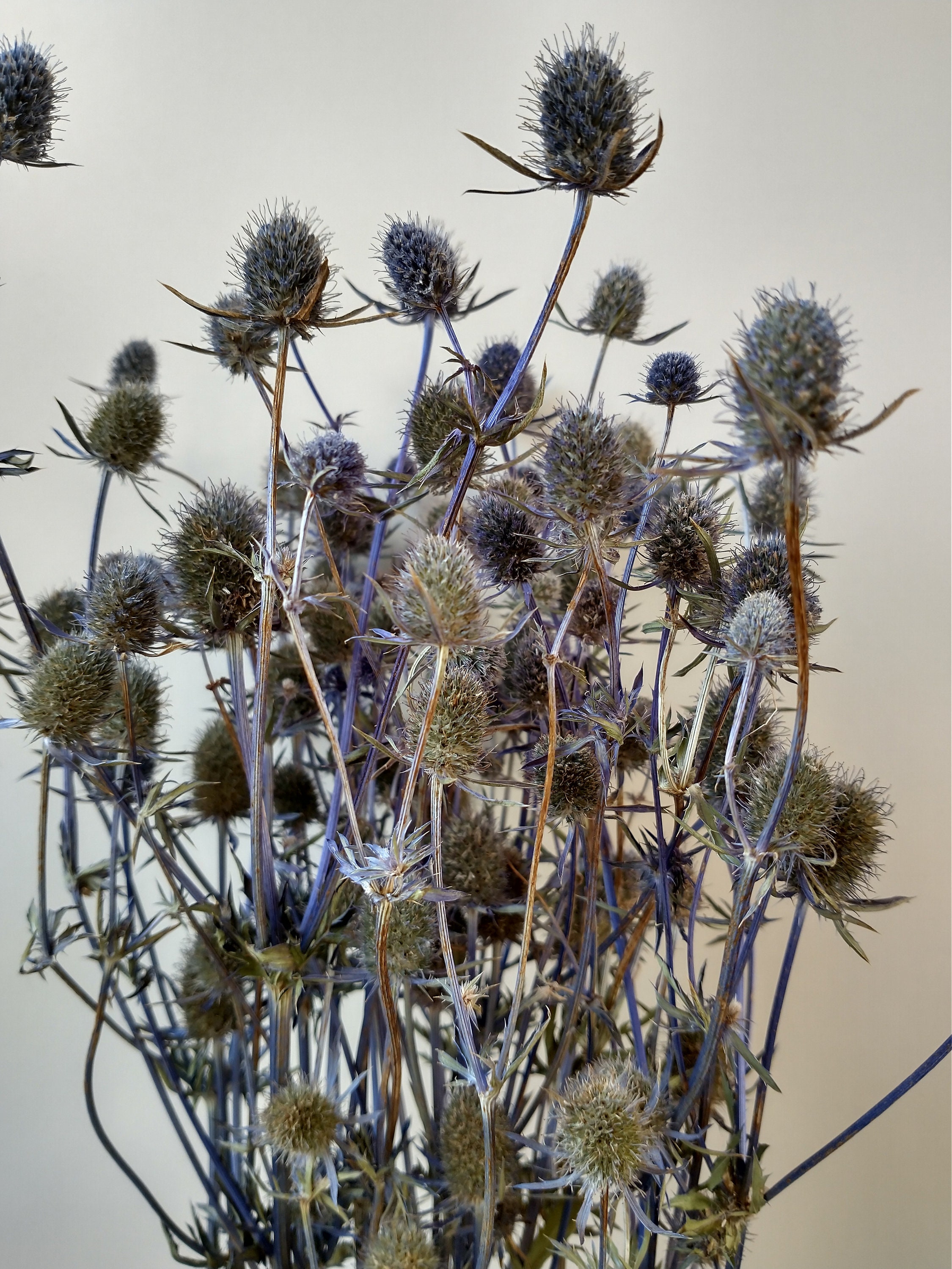 Eryngium Thistle Bunch Dried Dried Flower Stems Eryngium Etsy UK
