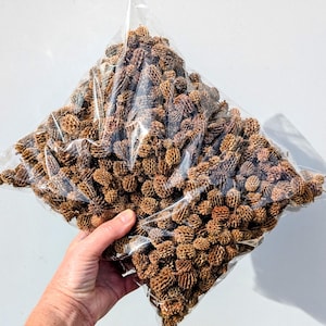 May include: A clear plastic bag filled with a large quantity of small, brown, textured, woody seed pods. The pods are round and oval in shape with a rough, porous surface, packed together tightly inside the transparent packaging material.