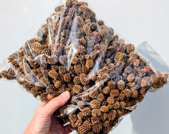 Cinnamon Scented Seed Pods for Christmas Potpourri Large 5 Litre Pack