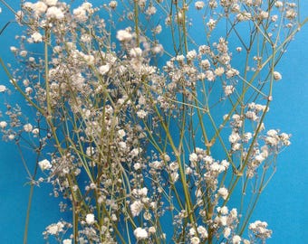 Gypsophila bunch | Dried Babys Breath stems UK | Natural white dried flowers | Dried in our workshop for floristry