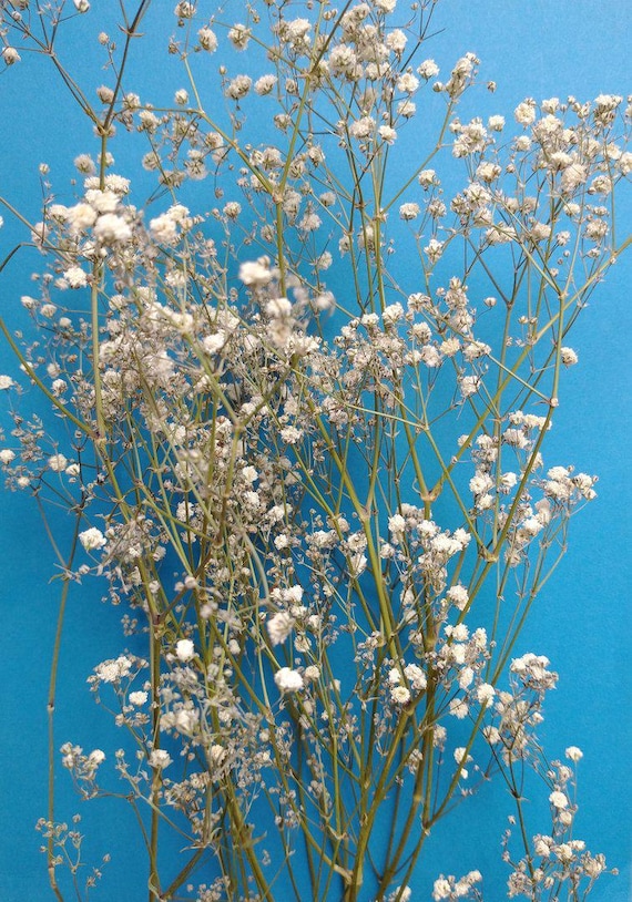 Gypsophila bunch | Dried Babys Breath stems UK | Natural white dried flowers | Dried in our workshop for floristry