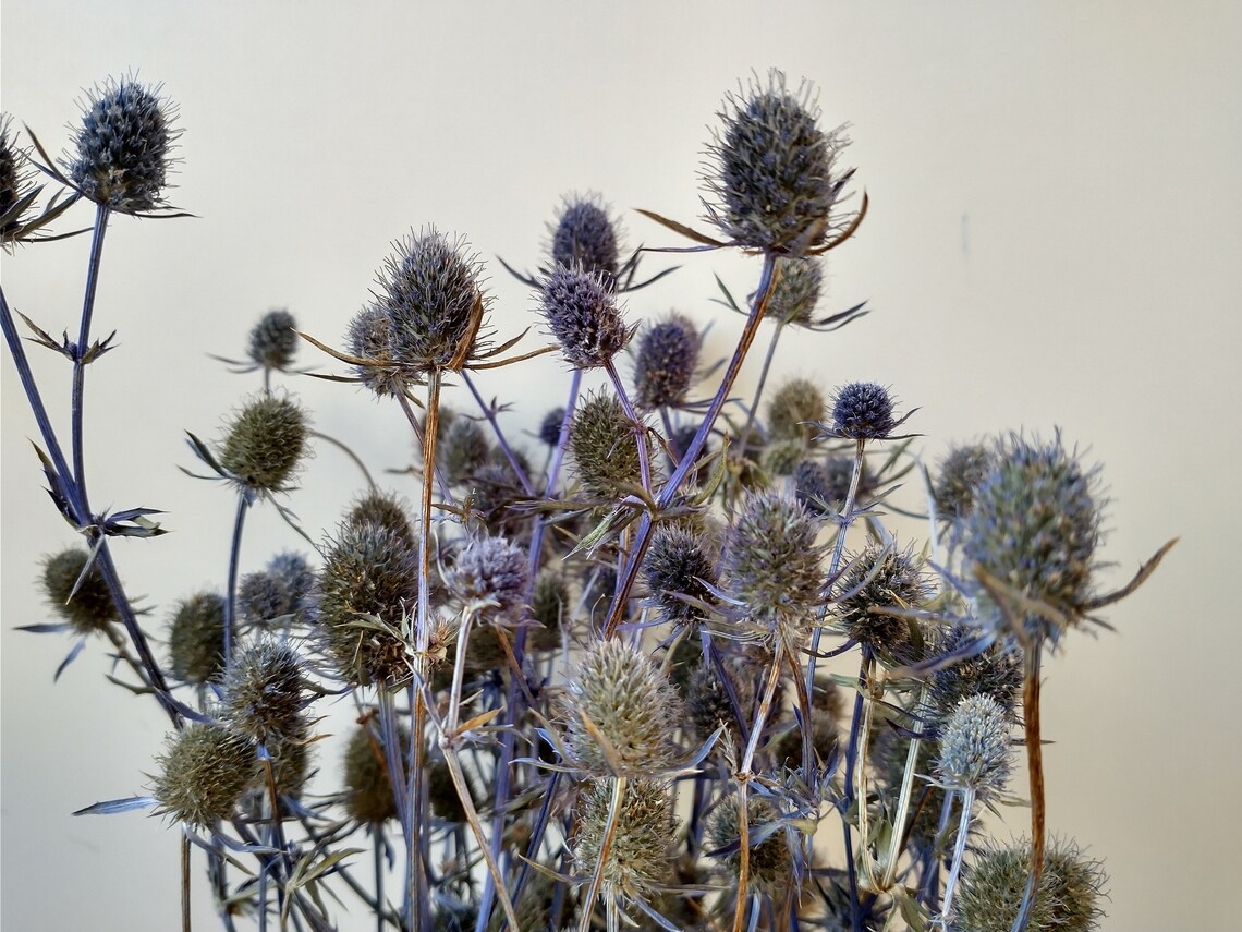 Eryngium Thistle Bunch Dried Dried Flower Stems Eryngium Etsy UK