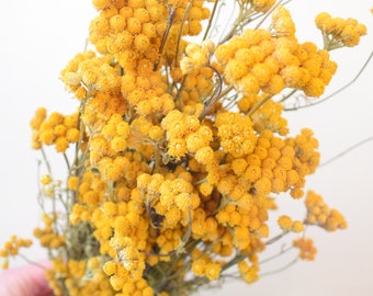 Yellow Ageratum dried flower bunch | Lonas stems | Dry flowers for bouquets and floristry