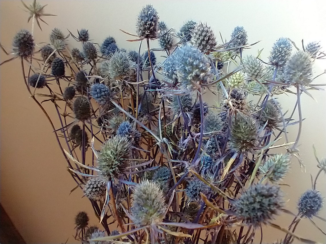 Eryngium thistle bunch dried Dried flower bunch eryngium Etsy