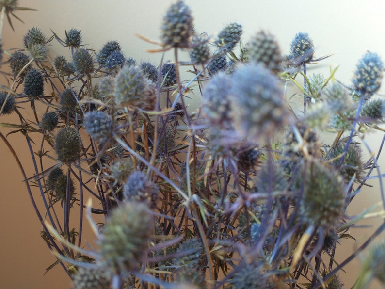 Eryngium thistle bunch dried Dried flower bunch eryngium Etsy
