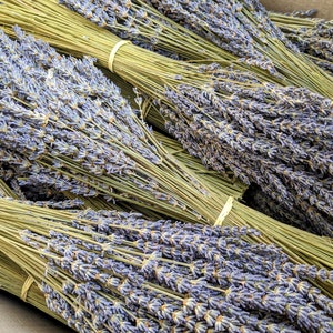 French dried lavender bunch from Provence - Natural French lavender flower stems from Daisy Gifts Ltd®