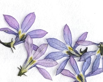 Pressed Isotoma flowers blue | Tiny pressed flowers for craft, cardmaking or resin jewellery | Natural UK grown