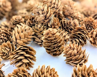 Larch Cones 50g: Tiny Pine Cones for Home Decor, Nature Tables, Christmas Decorations or Potpourri