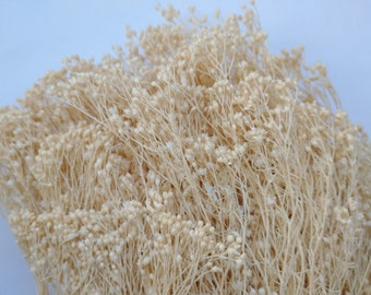 Dried broom bloom bunch ivory | Tiny cream dried flowers for floristry, flower arranging, bouquets and home decor