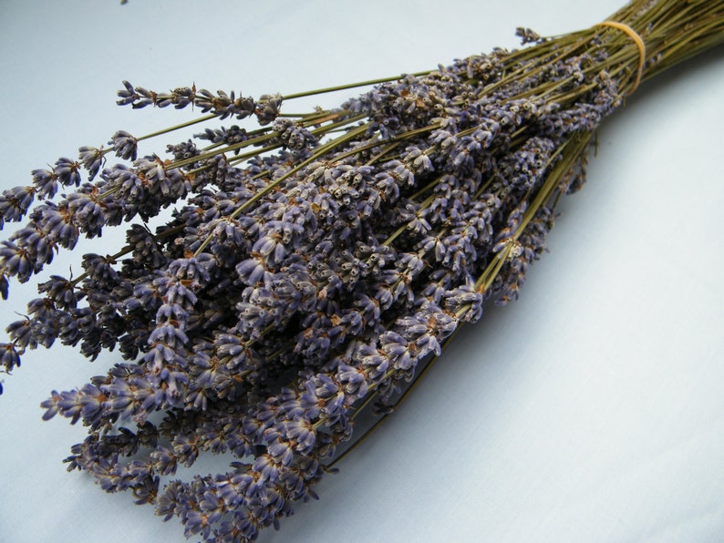 6 French dried lavender bunches from Provence Dry lavender stems Natural lavender for weddings, bouquets and floristry image 1