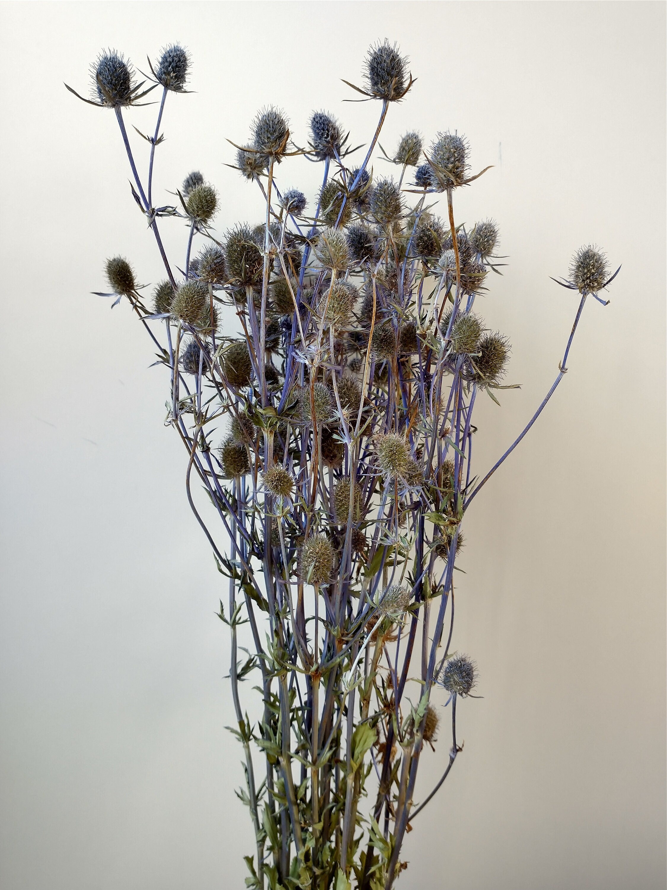 Eryngium Thistle Bunch Dried Dried Flower Stems Eryngium Etsy UK