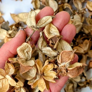 May include: A close-up of a hand holding dried seed pods. The pods are a light tan colour with a star-like shape and a textured surface. Some pods have darker brown hues. The image shows a natural, earthy aesthetic.