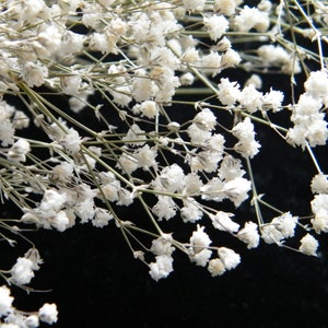 Gypsophila bunch | Dried British babys breath stems | Natural white dried flowers | Dried in our workshop