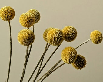 Billy buttons Craspedia 10 stems natural small | Yellow dried flowers | Dried flower bunch for arrangements, bouquets, floristry