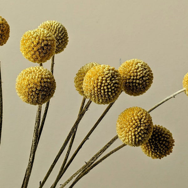 Billy buttons Craspedia 10 stems natural small | Yellow dried flowers | Dried flower bunch for arrangements, bouquets, floristry