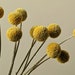 see more listings in the Dried flower bunches section