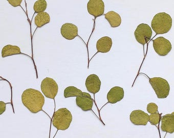 Pressed Wire Vine Leaves | Natural Green Maidenhair Vine UK Grown