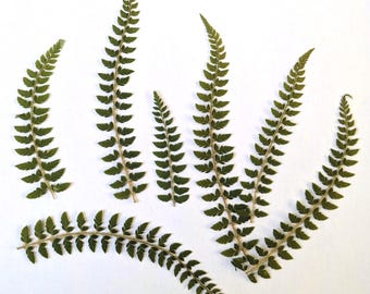 Pressed Fern Leaves | UK Grown Natural Leaf for Resin, Craft, Collage, Cardmaking