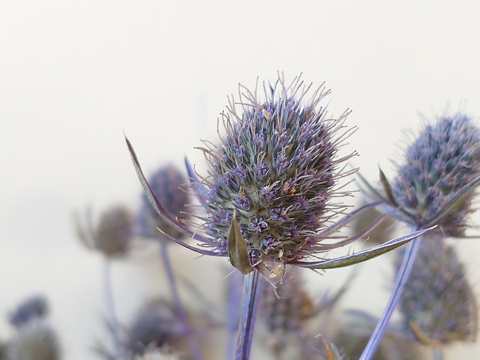 Eryngium Thistle Bunch Dried Dried Flower Stems Eryngium Etsy UK