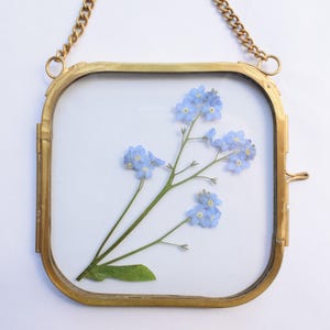 May include: A square glass frame with a gold-toned metal border and a matching gold chain for hanging. Inside the two panes of glass, a single pressed stem of light blue forget-me-not flowers with green leaves is displayed in a vertical orientation.