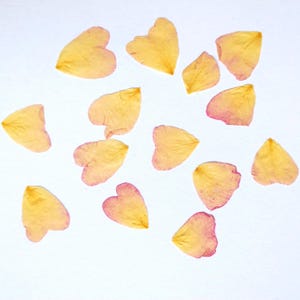 Pressed Rose Petals Pink - UK Grown Pressed Flowers for Craft, Cardmaking or Resin