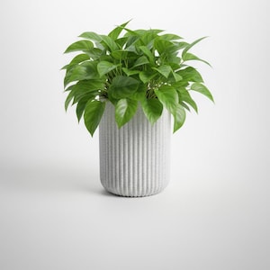 Op de afbeelding: Een weelderige groene plant met grote, hartvormige bladeren vult een lichtgrijze, verticaal geribbelde cilindrische plantenbak. De plantenpot heeft een neutrale kleur en de plant is heldergroen. De afbeelding staat tegen een effen witte achtergrond.